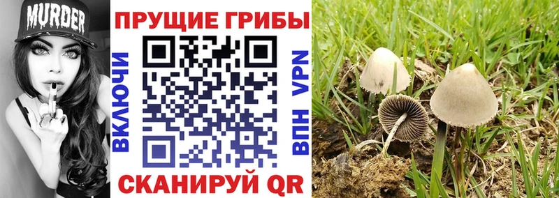 Псилоцибиновые грибы Cubensis  MEGA вход  Красновишерск 